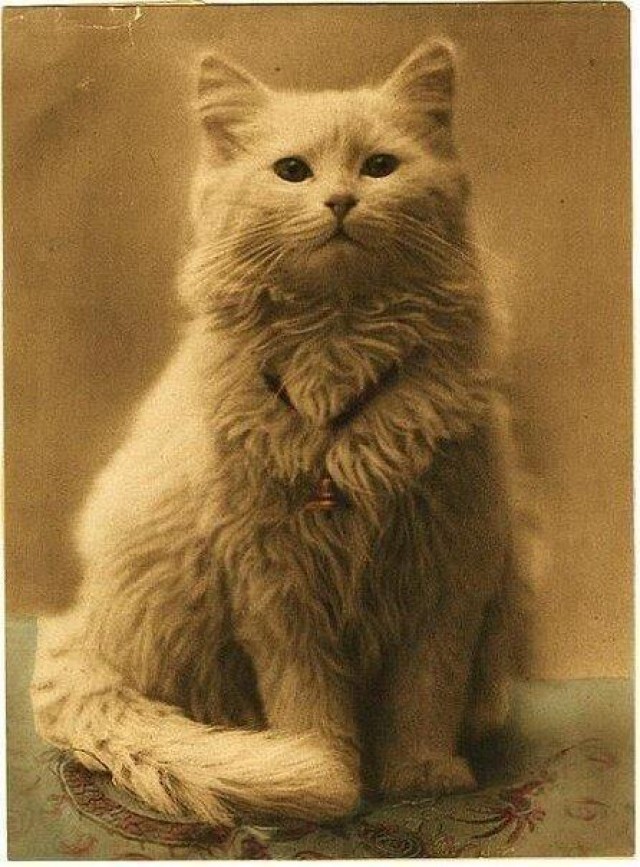 3. Одна из первых в мире фотографий котов (1880-1890). интересное, удивительные фотографии, фото