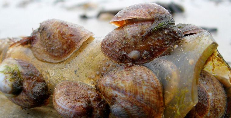 6 представителей животного мира, способных менять свой пол 6 представителей животного мира, способных менять свой пол гермафродит, животные, пол