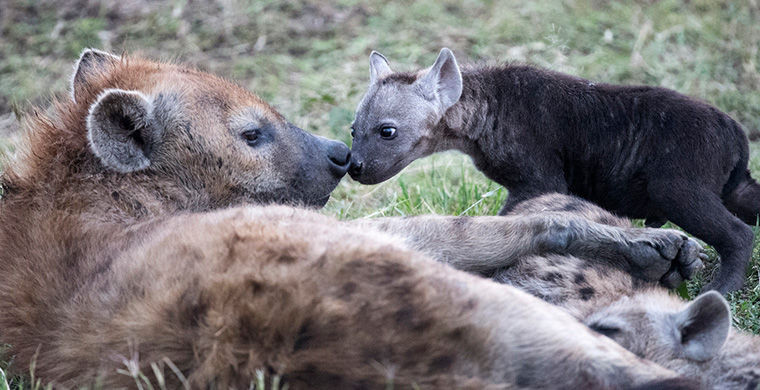 6 представителей животного мира, способных менять свой пол 6 представителей животного мира, способных менять свой пол гермафродит, животные, пол