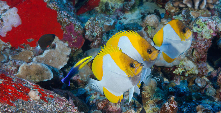 6 представителей животного мира, способных менять свой пол 6 представителей животного мира, способных менять свой пол гермафродит, животные, пол