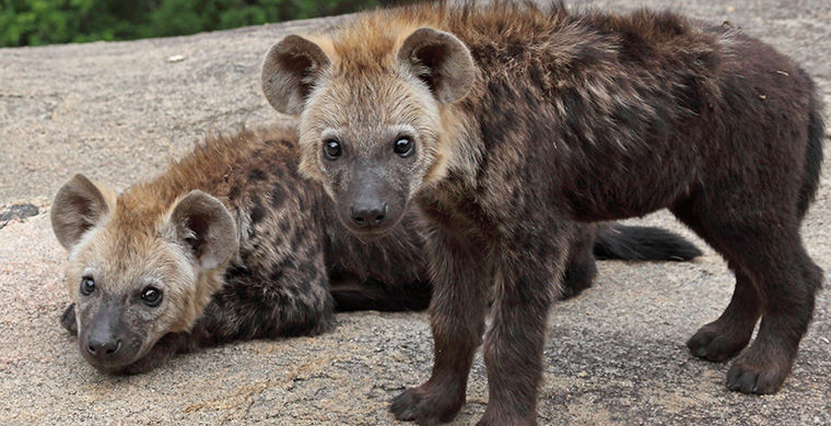 6 представителей животного мира, способных менять свой пол 6 представителей животного мира, способных менять свой пол гермафродит, животные, пол