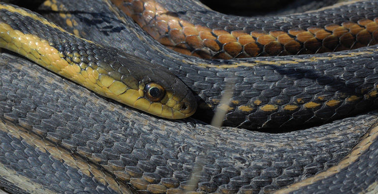 6 представителей животного мира, способных менять свой пол 6 представителей животного мира, способных менять свой пол гермафродит, животные, пол