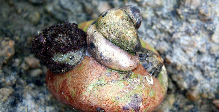 6 представителей животного мира, способных менять свой пол 6 представителей животного мира, способных менять свой пол гермафродит, животные, пол