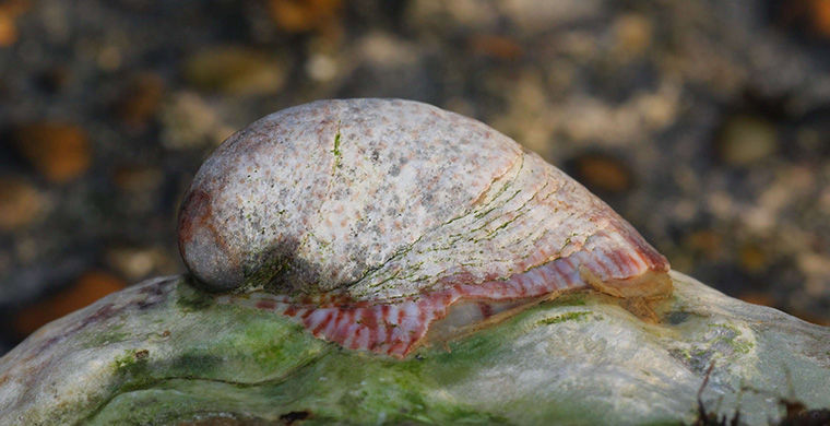 6 представителей животного мира, способных менять свой пол 6 представителей животного мира, способных менять свой пол гермафродит, животные, пол