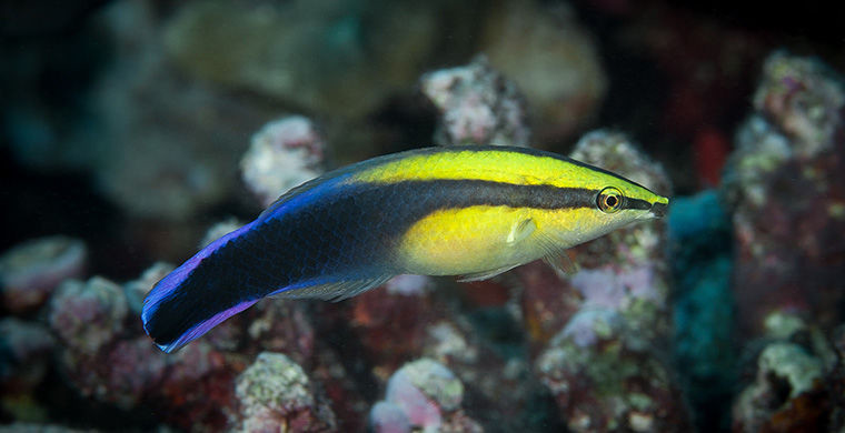 Губан-чистильщик Губан-чистильщик гермафродит, животные, пол