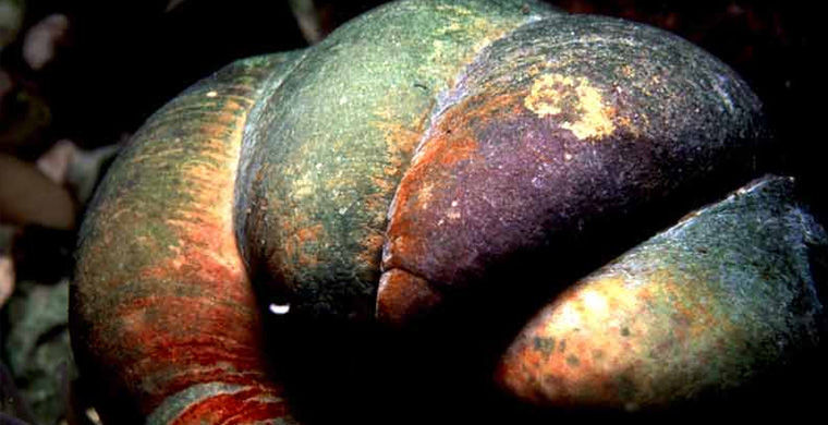 Морская туфелька Морская туфелька гермафродит, животные, пол