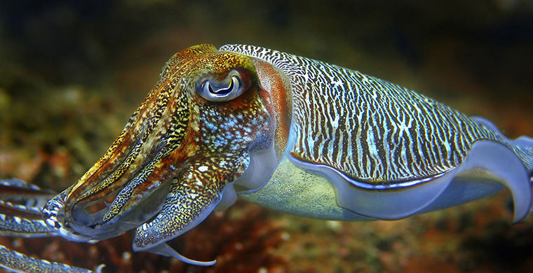 6 представителей животного мира, способных менять свой пол 6 представителей животного мира, способных менять свой пол гермафродит, животные, пол