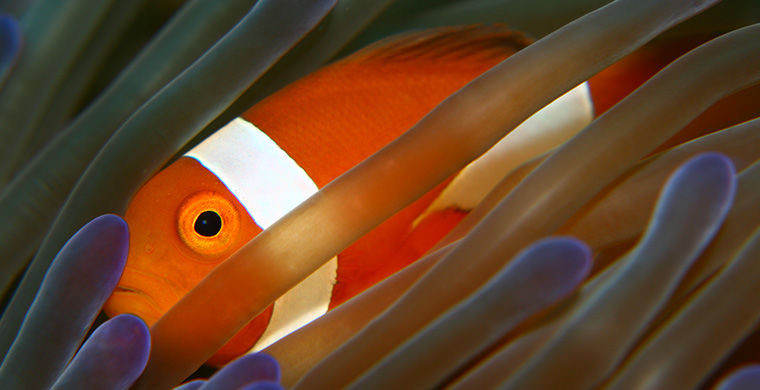 6 представителей животного мира, способных менять свой пол 6 представителей животного мира, способных менять свой пол гермафродит, животные, пол