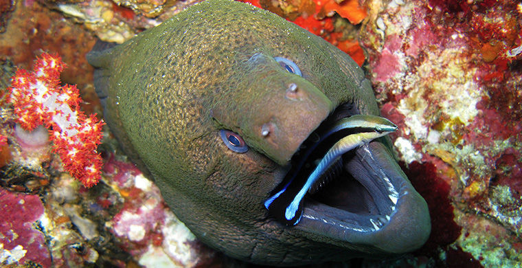 6 представителей животного мира, способных менять свой пол 6 представителей животного мира, способных менять свой пол гермафродит, животные, пол