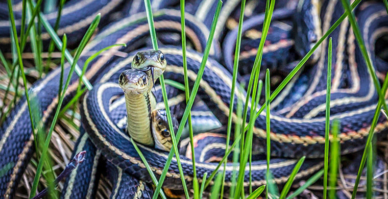 Подвязочные змеи Подвязочные змеи гермафродит, животные, пол