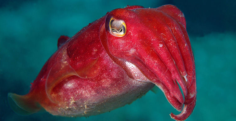 6 представителей животного мира, способных менять свой пол 6 представителей животного мира, способных менять свой пол гермафродит, животные, пол