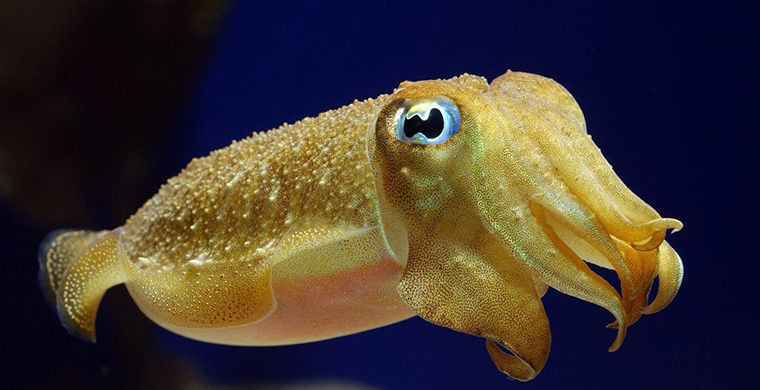 6 представителей животного мира, способных менять свой пол 6 представителей животного мира, способных менять свой пол гермафродит, животные, пол