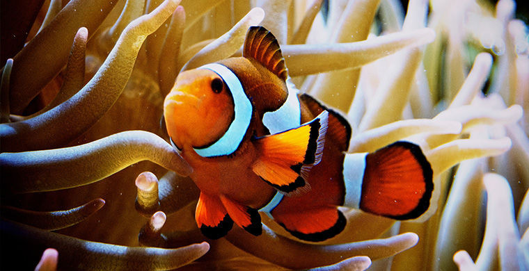 6 представителей животного мира, способных менять свой пол 6 представителей животного мира, способных менять свой пол гермафродит, животные, пол