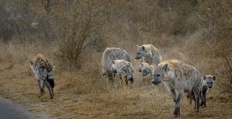 6 представителей животного мира, способных менять свой пол 6 представителей животного мира, способных менять свой пол гермафродит, животные, пол
