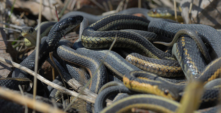 6 представителей животного мира, способных менять свой пол 6 представителей животного мира, способных менять свой пол гермафродит, животные, пол