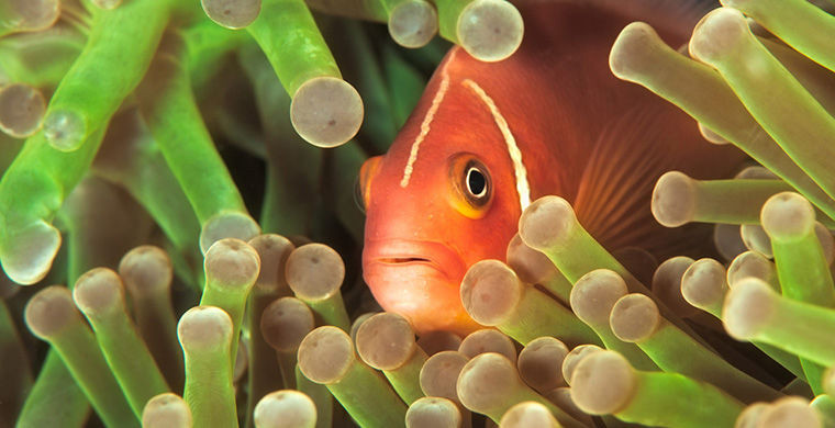 Рыбы-клоуны Рыбы-клоуны гермафродит, животные, пол