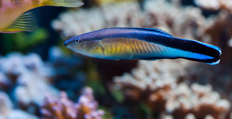 6 представителей животного мира, способных менять свой пол 6 представителей животного мира, способных менять свой пол гермафродит, животные, пол