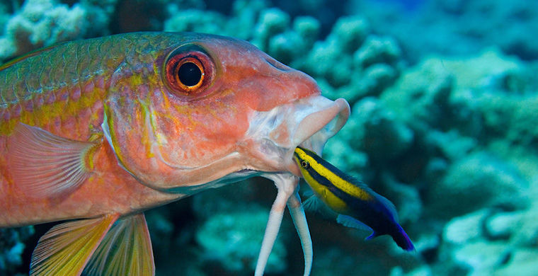 6 представителей животного мира, способных менять свой пол 6 представителей животного мира, способных менять свой пол гермафродит, животные, пол