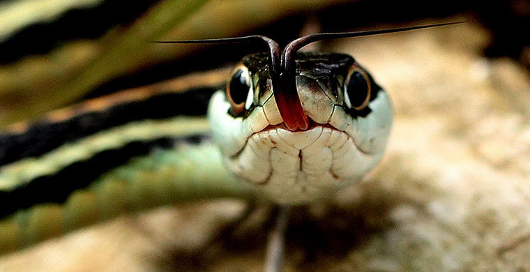 6 представителей животного мира, способных менять свой пол 6 представителей животного мира, способных менять свой пол гермафродит, животные, пол