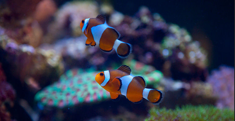 6 представителей животного мира, способных менять свой пол 6 представителей животного мира, способных менять свой пол гермафродит, животные, пол