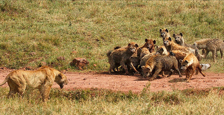 6 представителей животного мира, способных менять свой пол 6 представителей животного мира, способных менять свой пол гермафродит, животные, пол