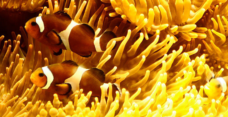 6 представителей животного мира, способных менять свой пол 6 представителей животного мира, способных менять свой пол гермафродит, животные, пол