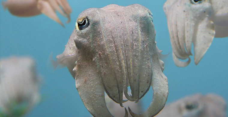 Каракатицы Каракатицы гермафродит, животные, пол