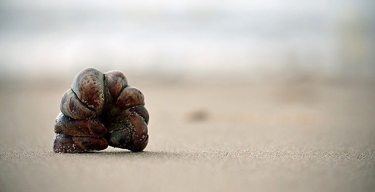 6 представителей животного мира, способных менять свой пол 6 представителей животного мира, способных менять свой пол гермафродит, животные, пол