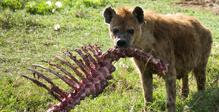 Пятнистые гиены Пятнистые гиены гермафродит, животные, пол