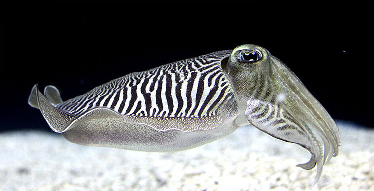 6 представителей животного мира, способных менять свой пол 6 представителей животного мира, способных менять свой пол гермафродит, животные, пол