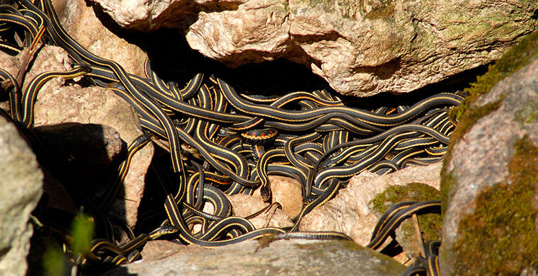 6 представителей животного мира, способных менять свой пол 6 представителей животного мира, способных менять свой пол гермафродит, животные, пол