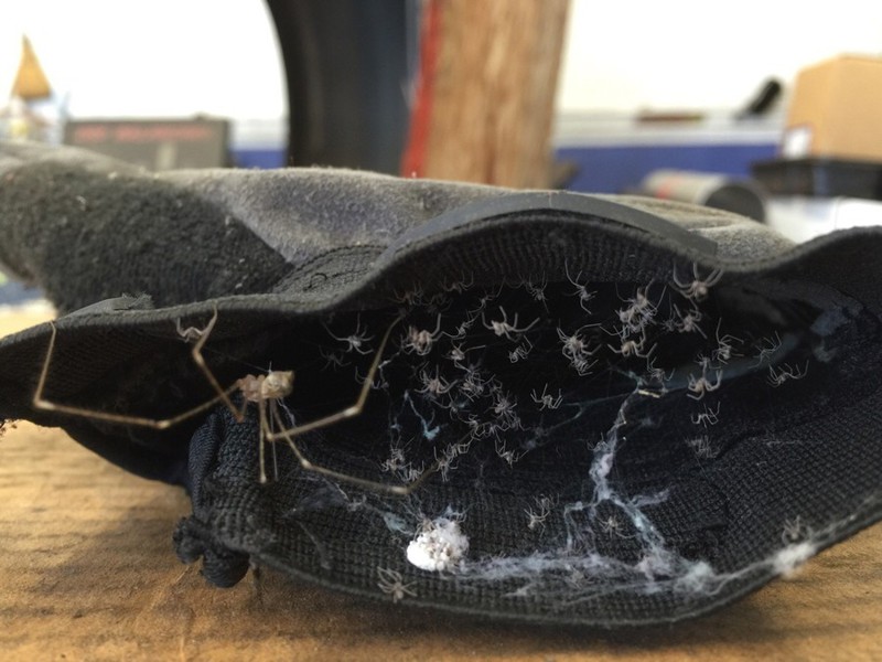 17 �������� �������, ������� �������� ��� ����� �� ������� ������ �����, ������, ����